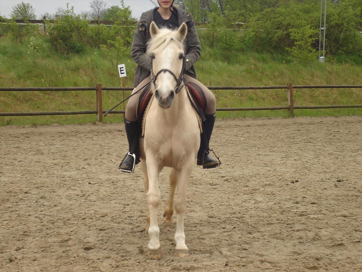 Anden særlig race Karla| Elevpony - Karla har fået øje på kamerakvinden, Sandra, og måtte lige stille an til et flot billede =) billede 19