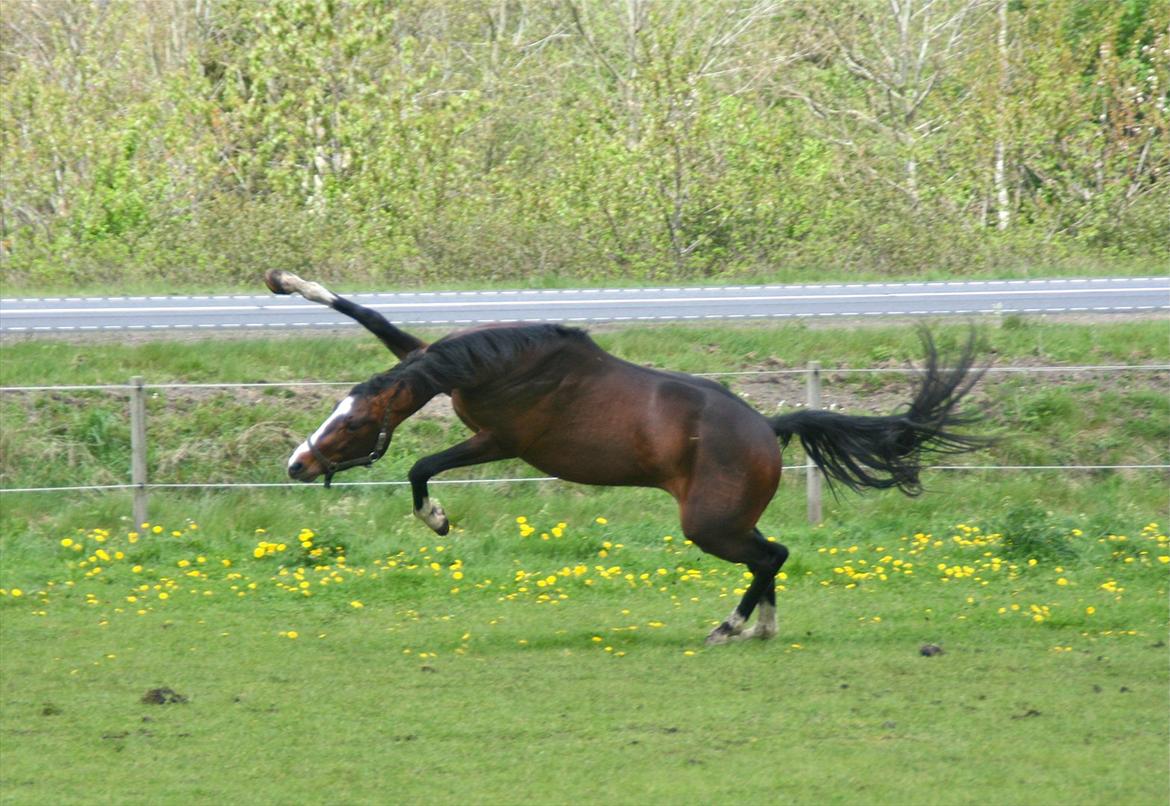 Dansk Varmblod Butler 227 - Butler 12/5-2012 billede 11