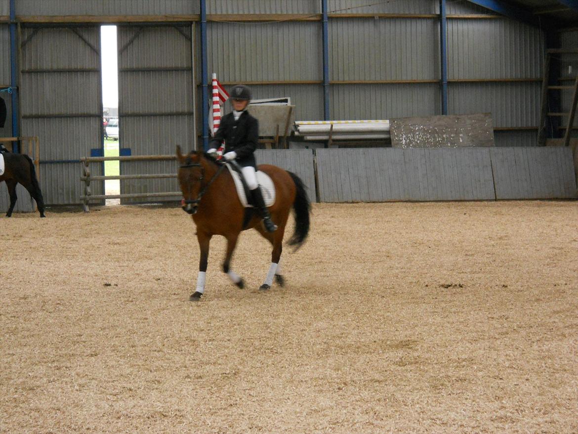 Anden særlig race Prins - Stævne i hosager billede 5