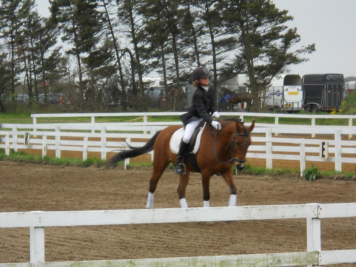 Anden særlig race Prins billede 6