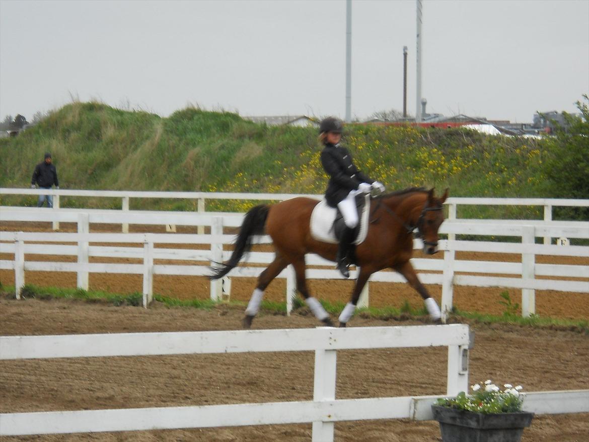 Anden særlig race Prins billede 7