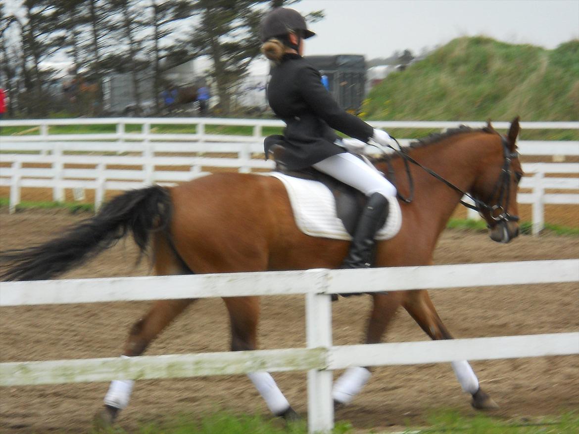 Anden særlig race Prins billede 1