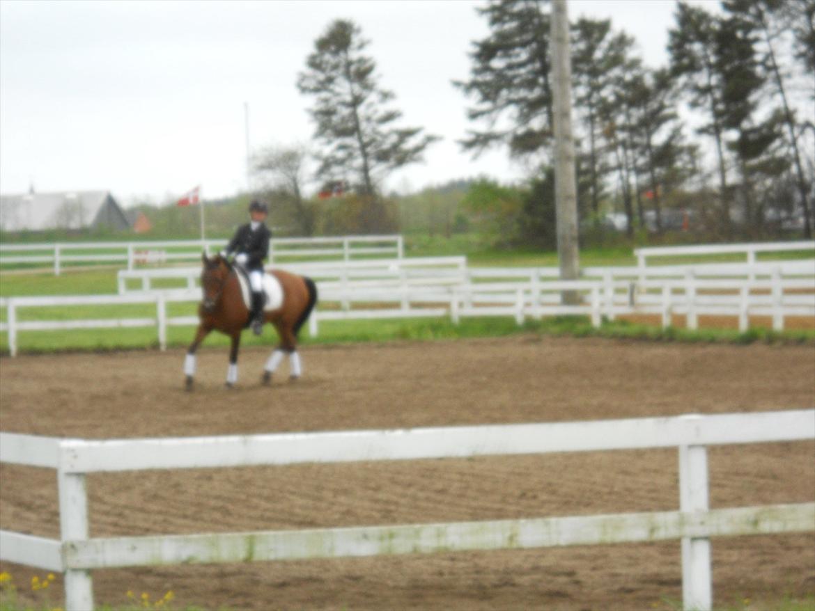 Anden særlig race Prins billede 8
