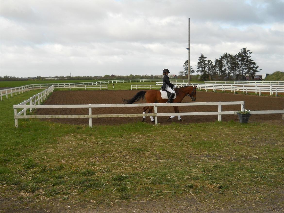 Anden særlig race Prins billede 9