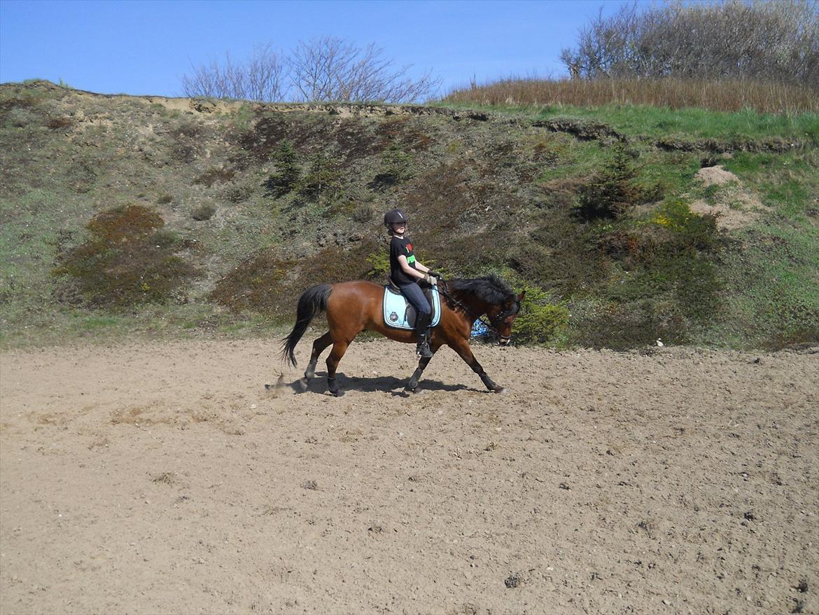 Anden særlig race Prins billede 10