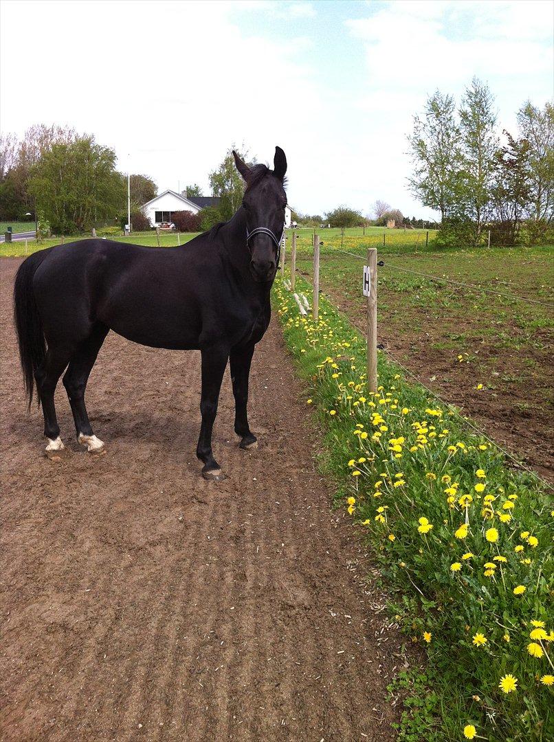 Hollandsk Varmblod Chica billede 1