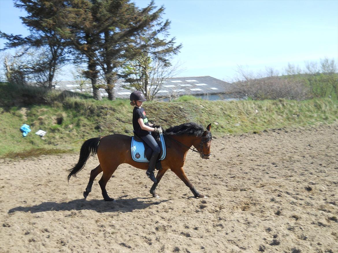 Anden særlig race Prins billede 11