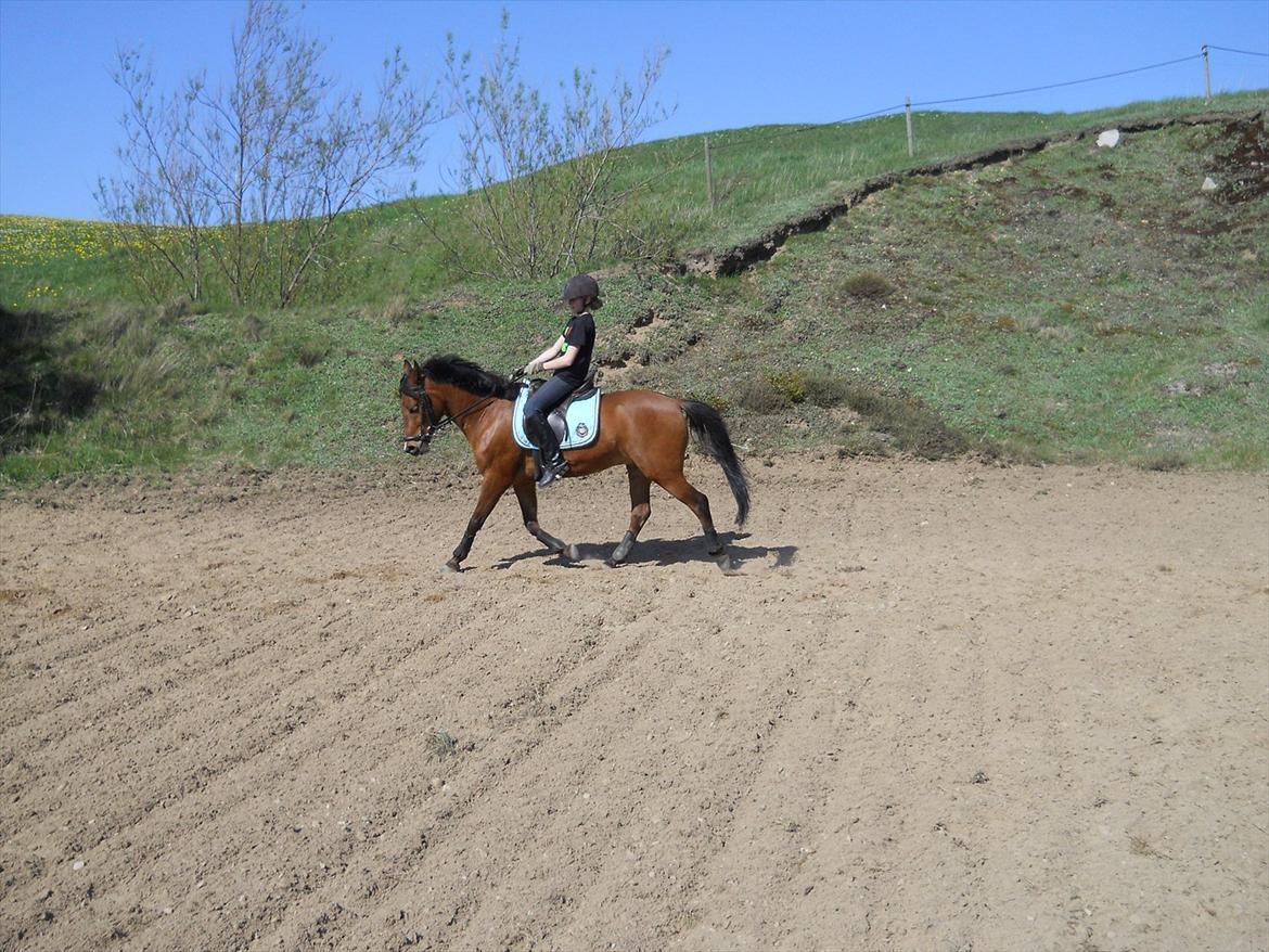 Anden særlig race Prins billede 12