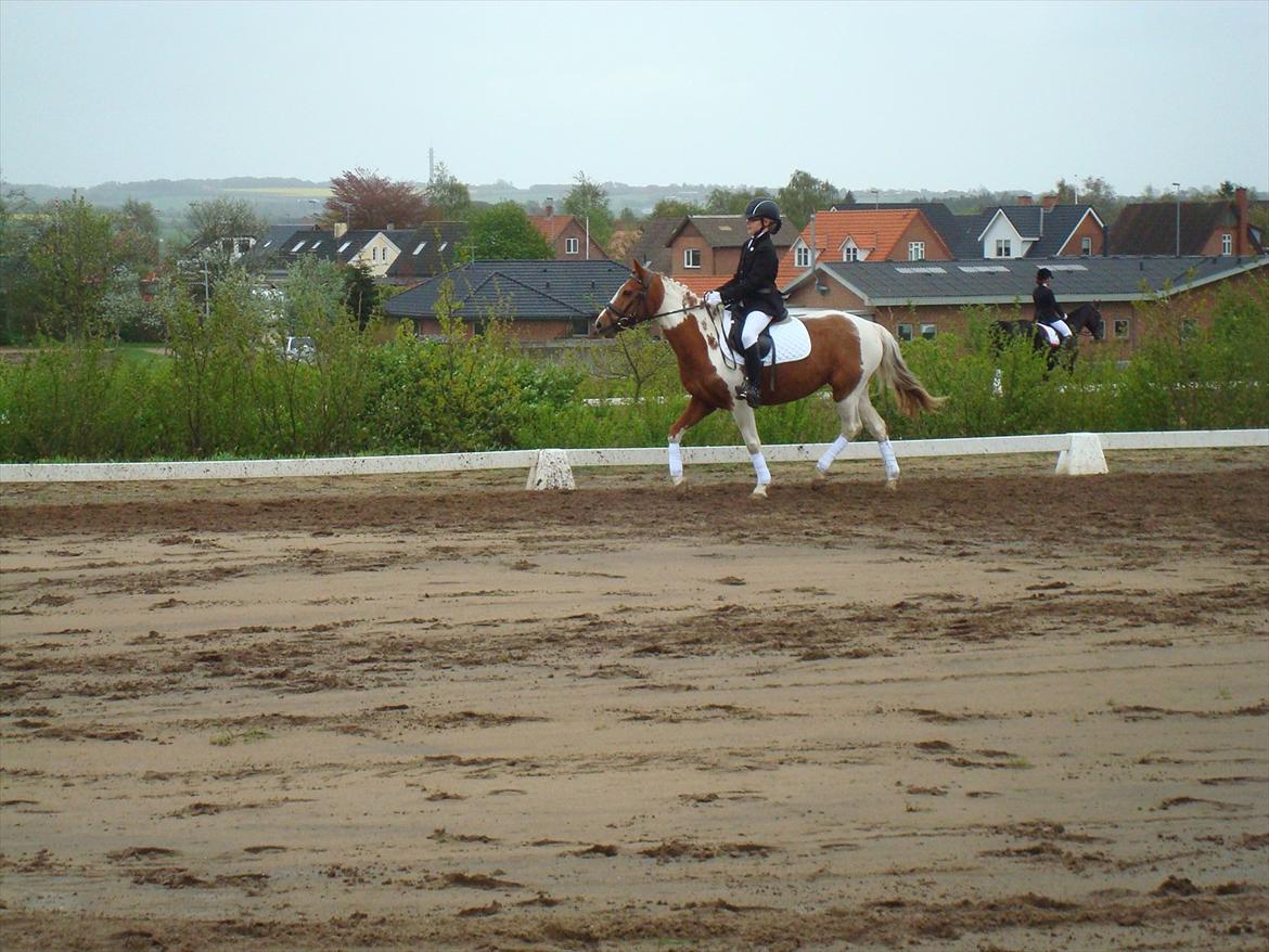 Anden særlig race Kirkegårdsminde Diana. billede 9