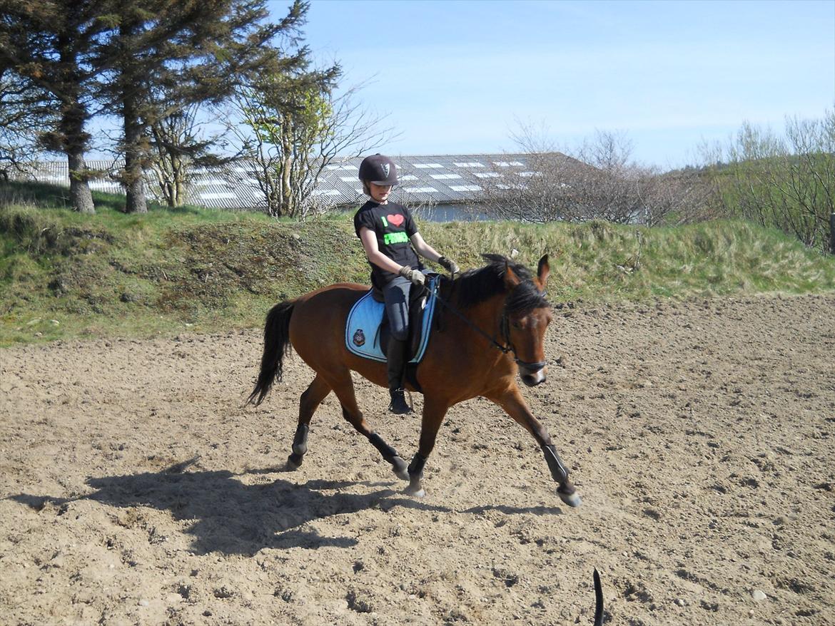 Anden særlig race Prins billede 13