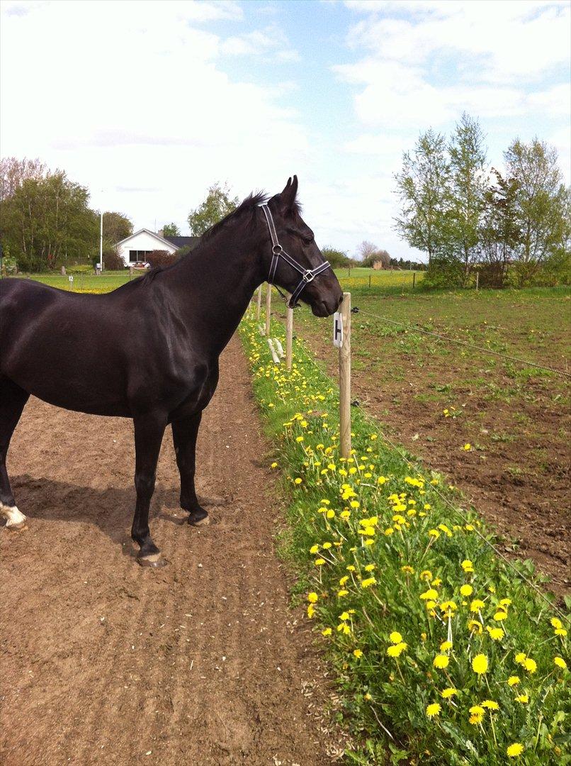 Hollandsk Varmblod Chica billede 2