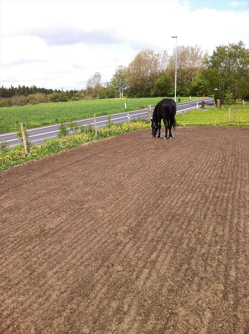 Hollandsk Varmblod Chica billede 3