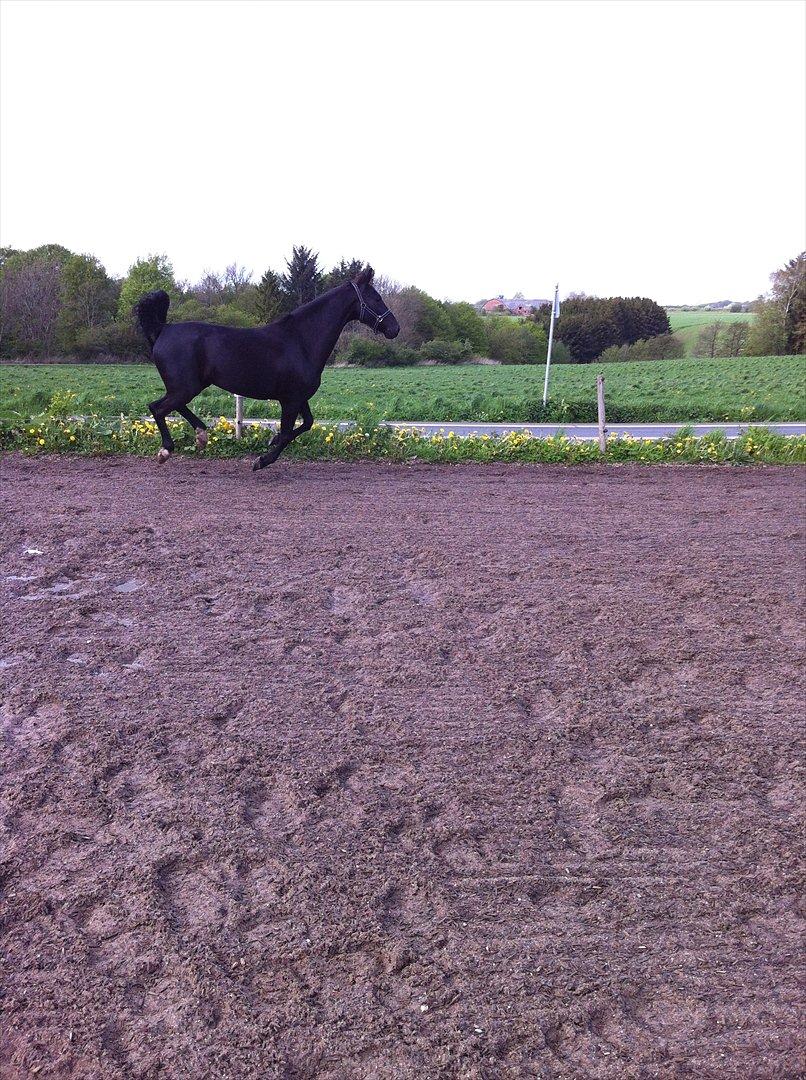 Hollandsk Varmblod Chica billede 4