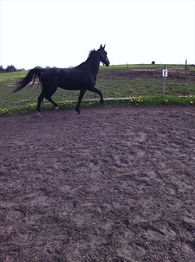 Hollandsk Varmblod Chica billede 5