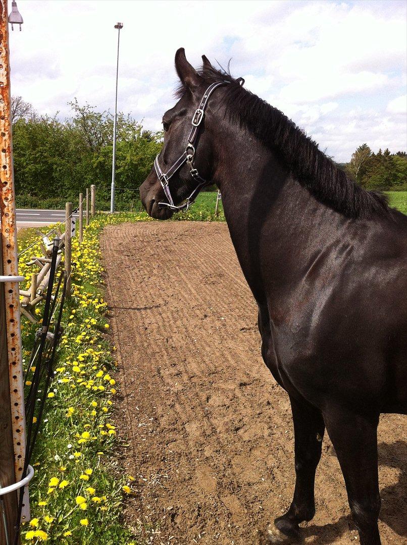 Hollandsk Varmblod Chica billede 6