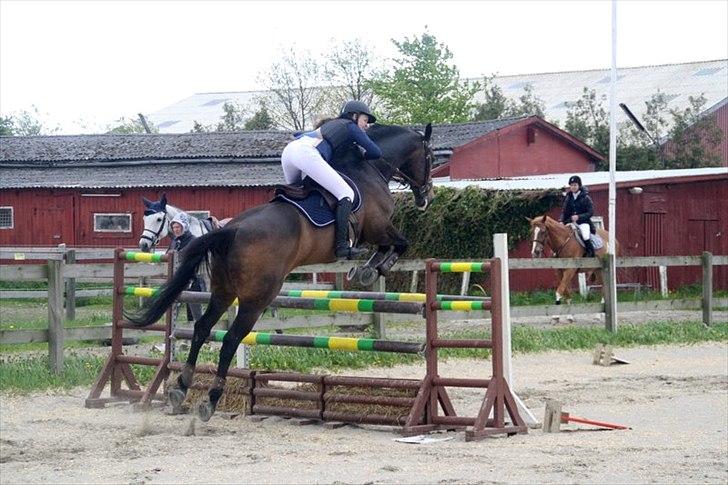 Dansk Varmblod Bounty Hunter billede 4