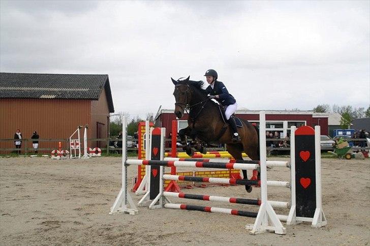 Dansk Varmblod Bounty Hunter billede 5