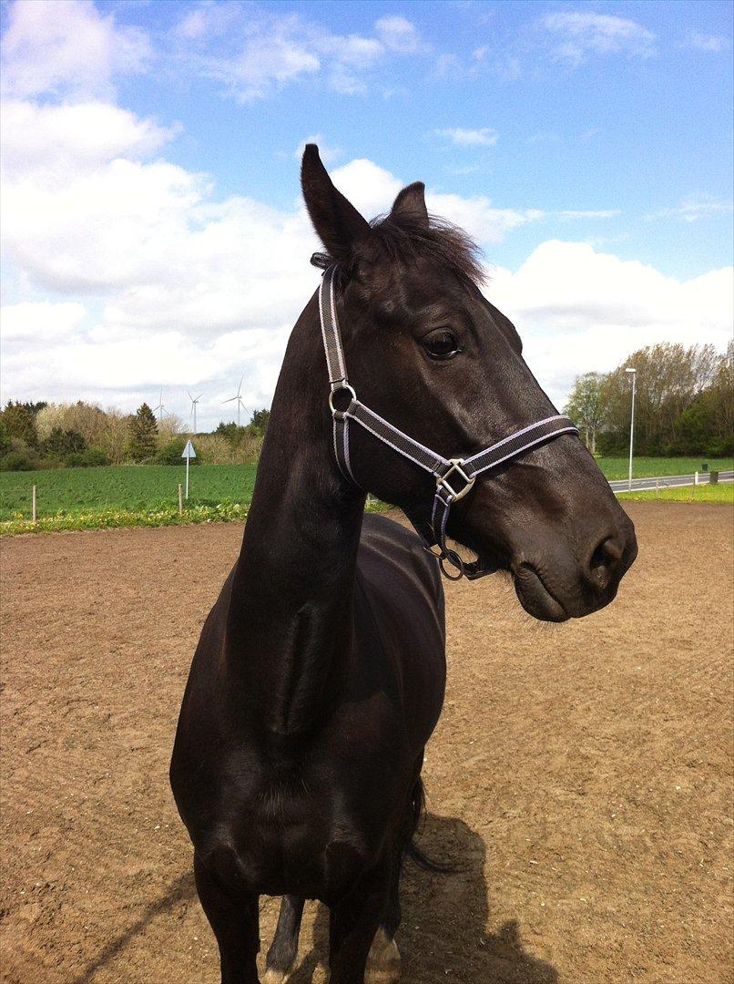 Hollandsk Varmblod Chica billede 7