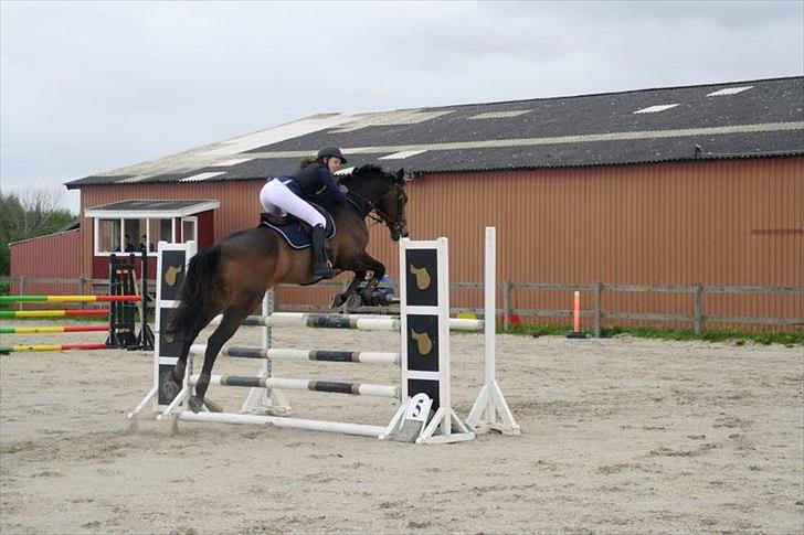 Dansk Varmblod Bounty Hunter billede 6