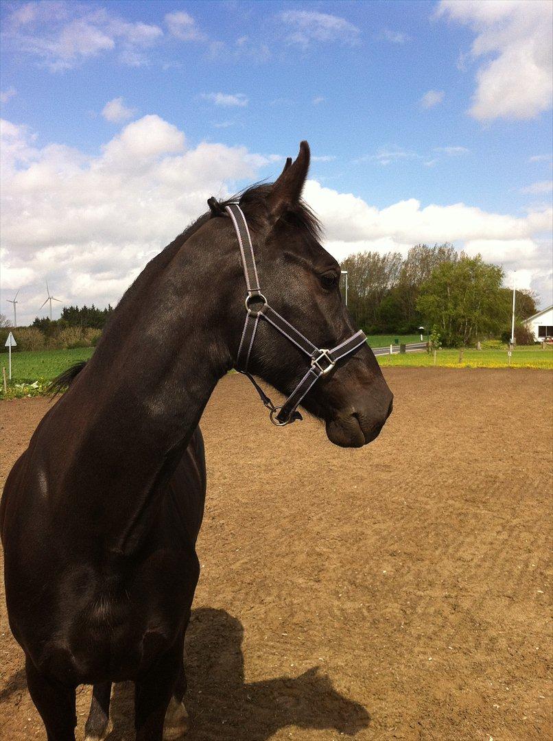 Hollandsk Varmblod Chica billede 8