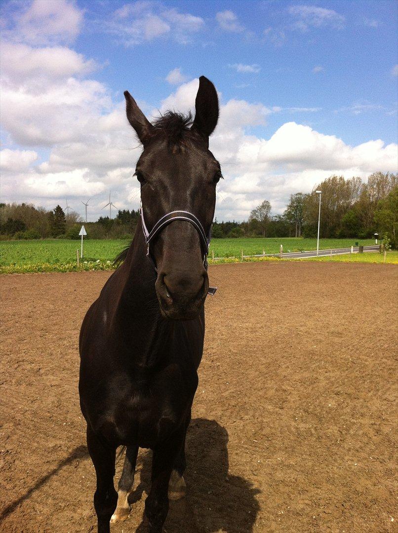 Hollandsk Varmblod Chica billede 9