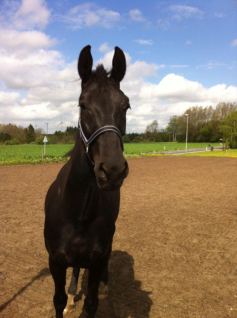 Hollandsk Varmblod Chica billede 10