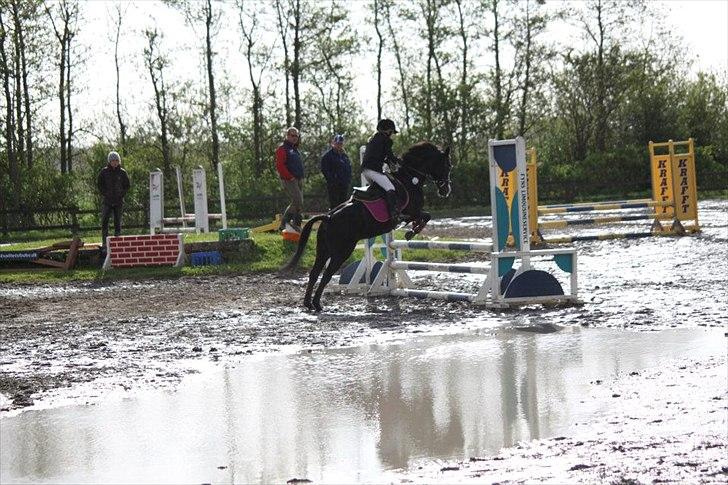 Anden særlig race Deedee billede 1