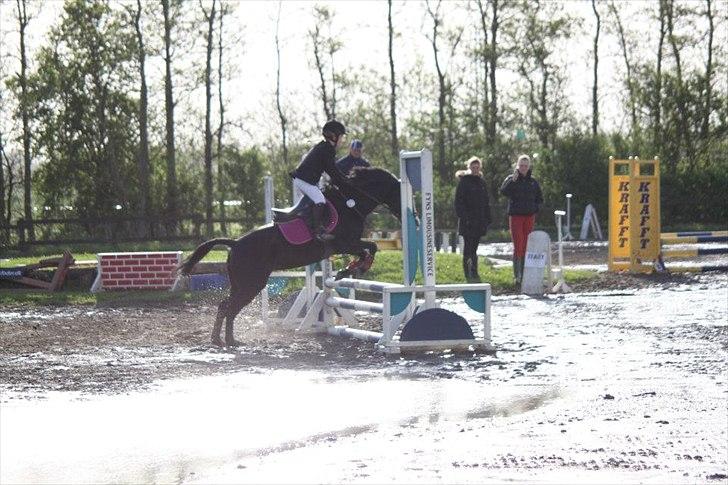 Anden særlig race Deedee billede 2