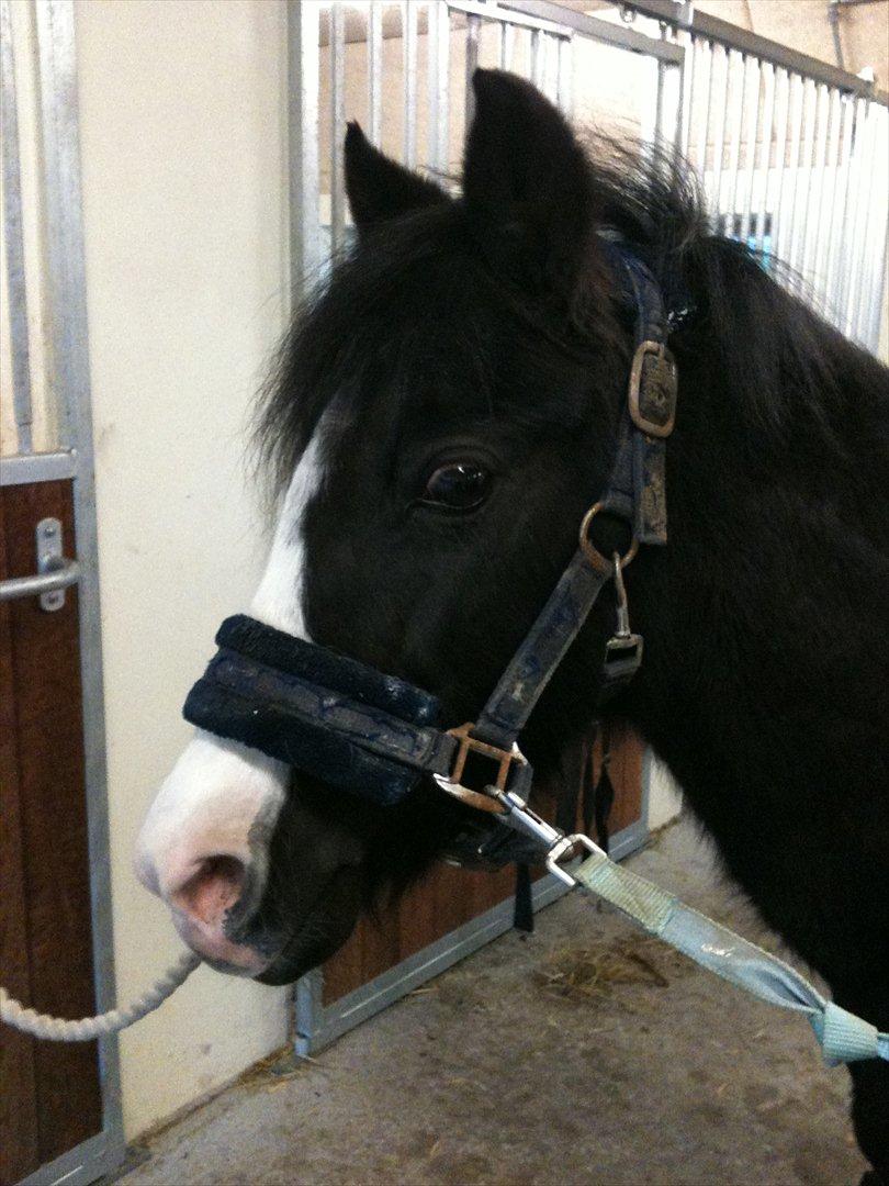 Anden særlig race Deedee billede 4