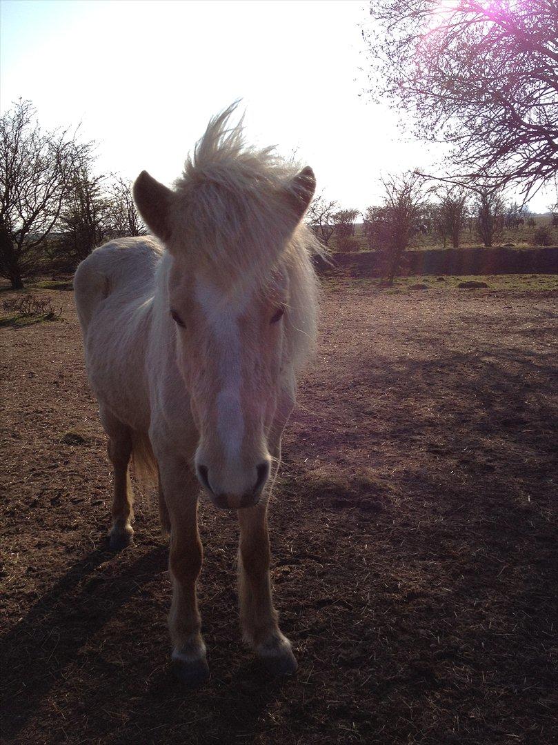 Islænder Katla fra Diget. |Truntepigen| - Lækker hest mannner! billede 17