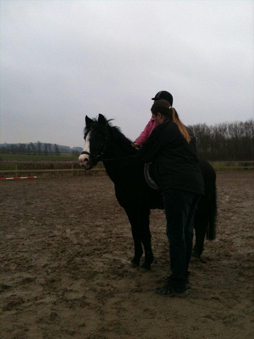 Anden særlig race Deedee billede 5