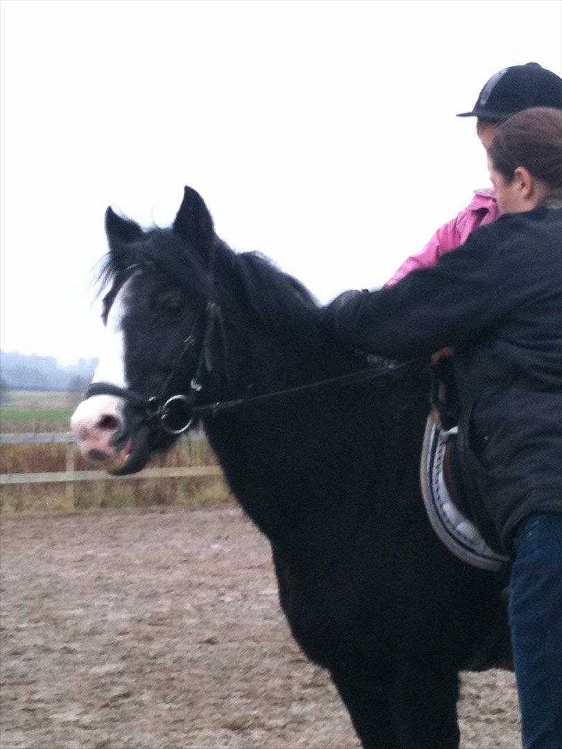 Anden særlig race Deedee billede 6