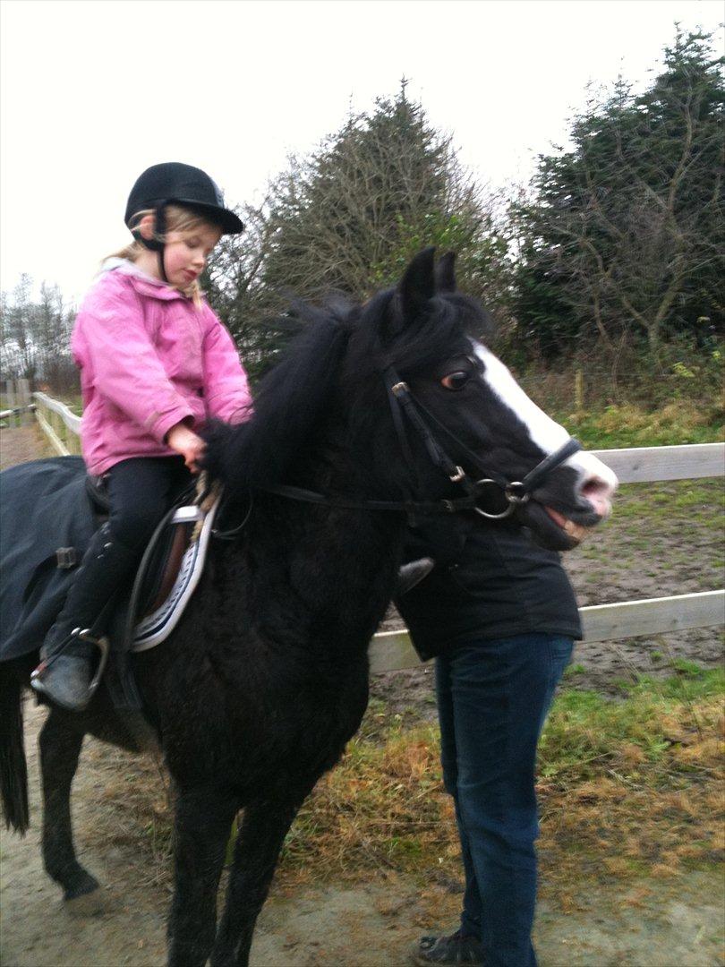 Anden særlig race Deedee billede 7