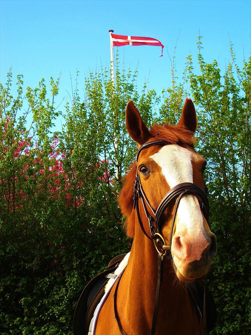 Hannoveraner blanding Yes-Mann - Yesser 21 år gammel, og stadig i højt humør :-)
Maj 2012 billede 2