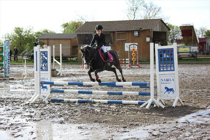 Anden særlig race Deedee billede 8