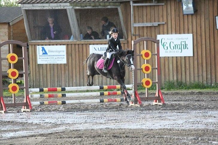 Anden særlig race Deedee billede 9