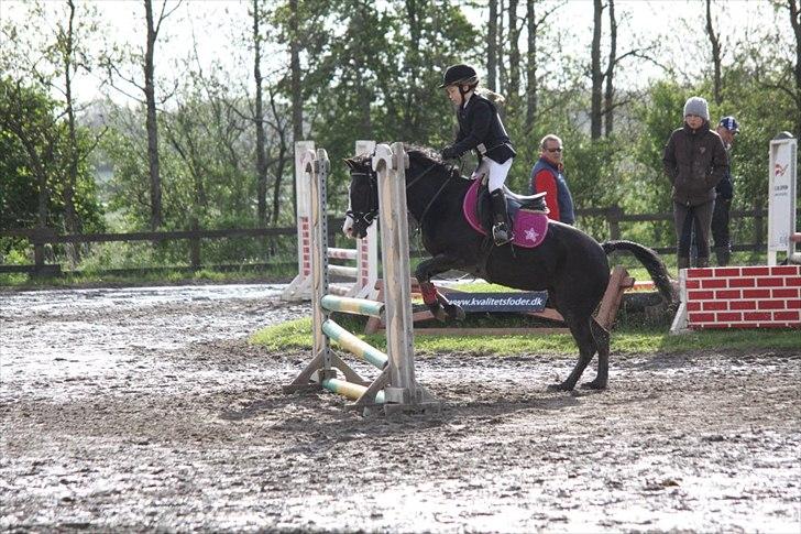 Anden særlig race Deedee billede 10