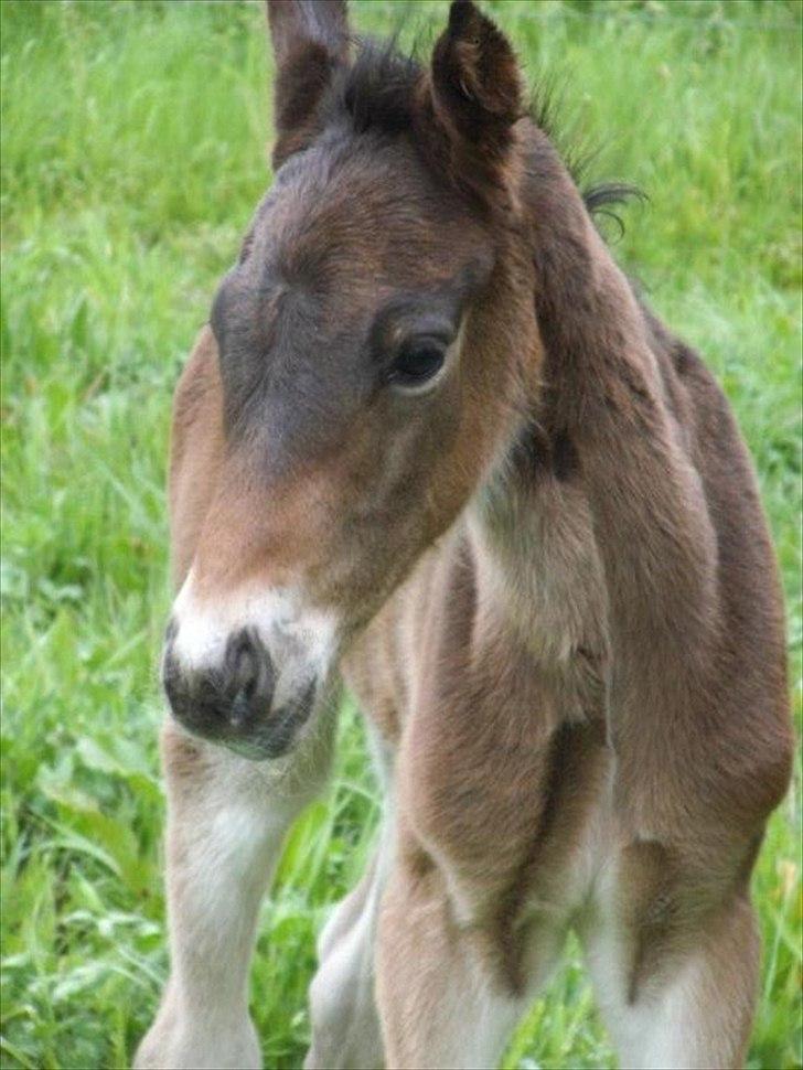 Anden særlig race lundsgaards baby - den smukke hingst billede 1
