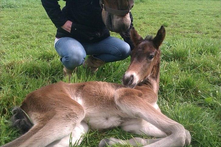 Anden særlig race lundsgaards baby billede 2