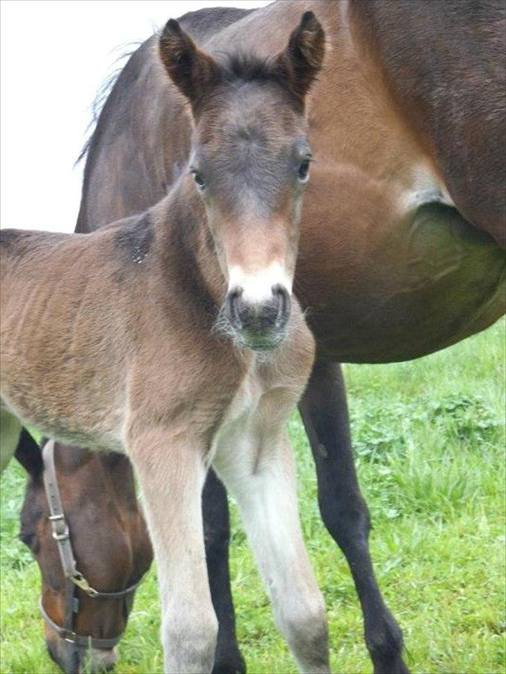 Anden særlig race lundsgaards baby - look at me
 billede 3