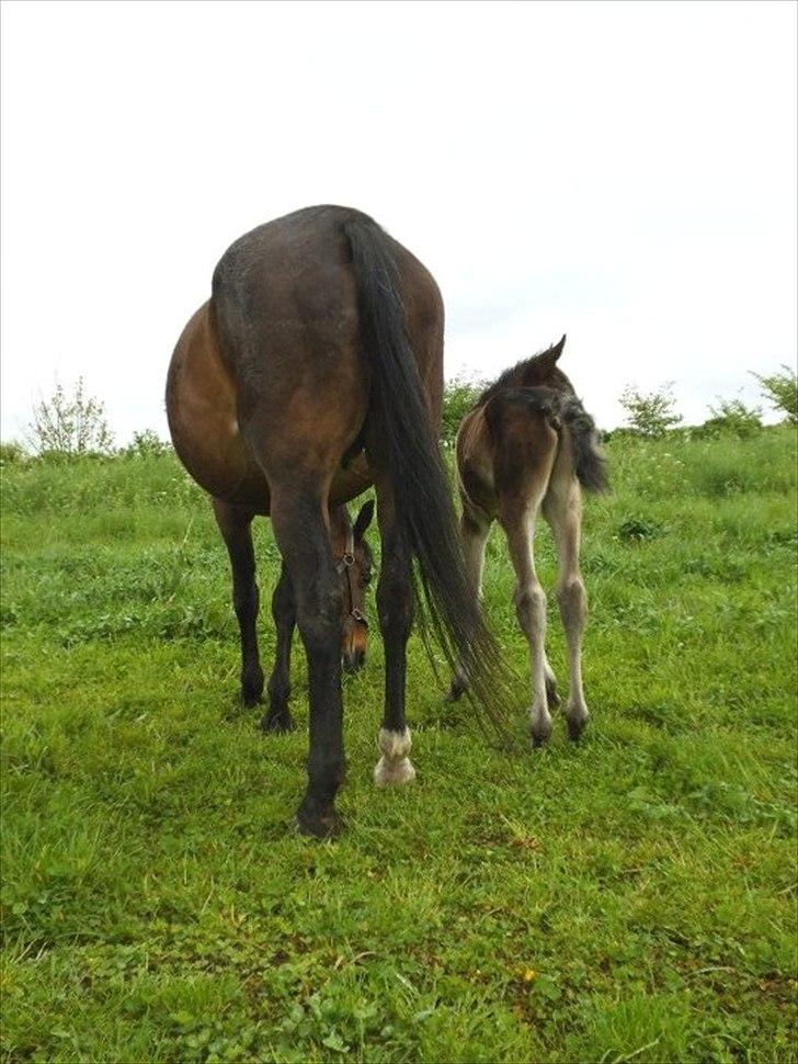 Anden særlig race lundsgaards baby billede 4