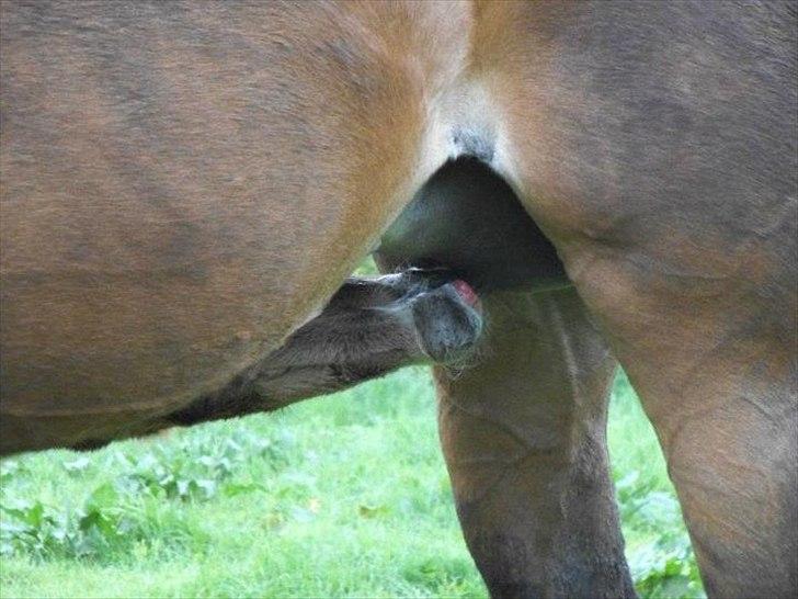 Anden særlig race lundsgaards baby - mælk ahh
 billede 5