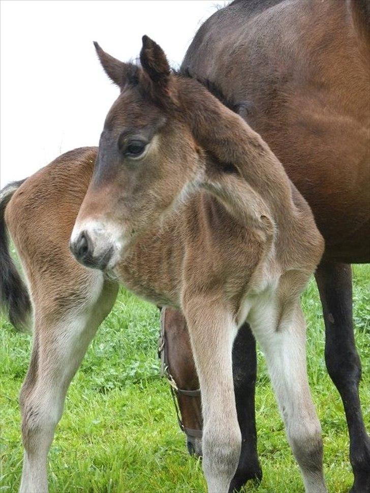 Anden særlig race lundsgaards baby billede 6
