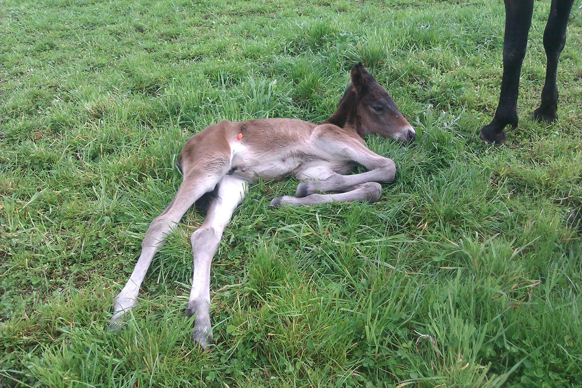 Anden særlig race lundsgaards baby billede 7