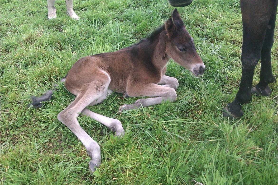 Anden særlig race lundsgaards baby billede 8