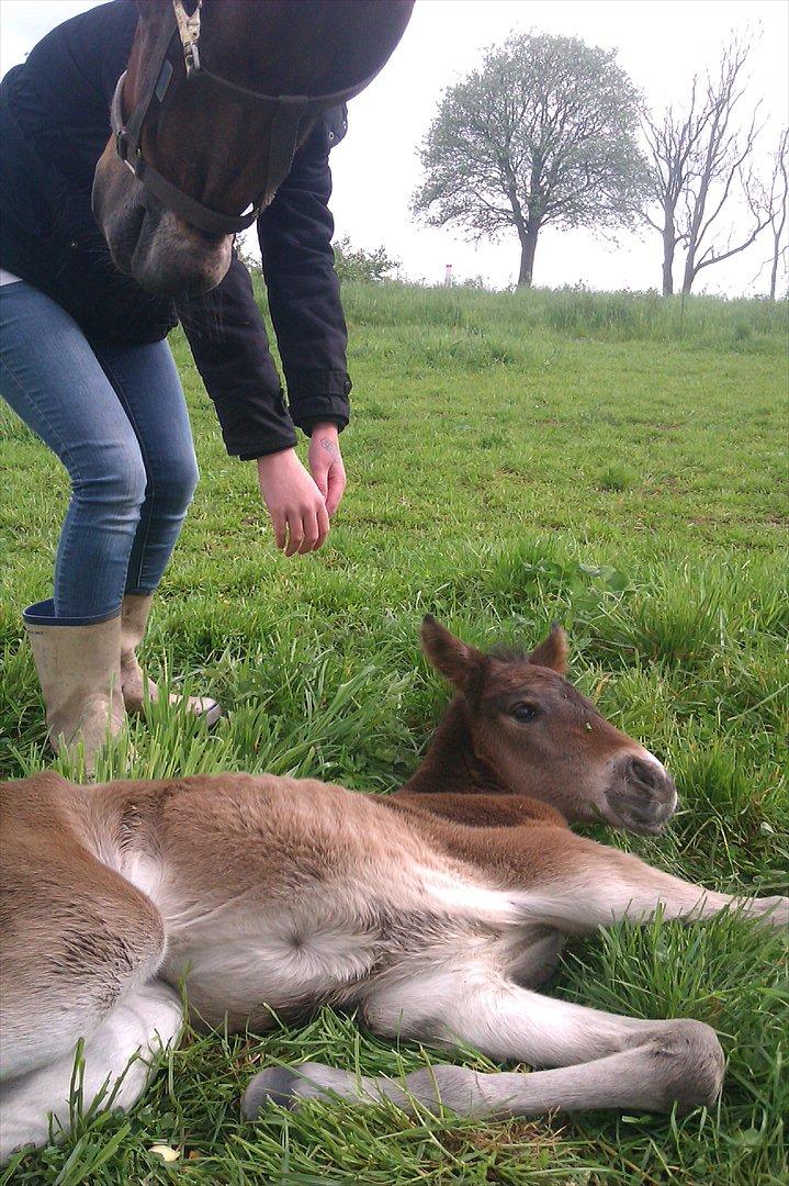 Anden særlig race lundsgaards baby billede 9