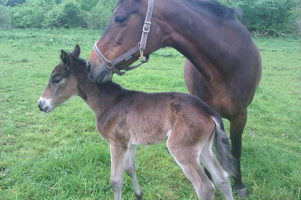 Anden særlig race lundsgaards baby billede 11