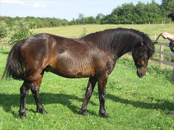 Dartmoor Cayberry Dark Gale - Gale er her vasket inden dartmoor kåring. billede 4