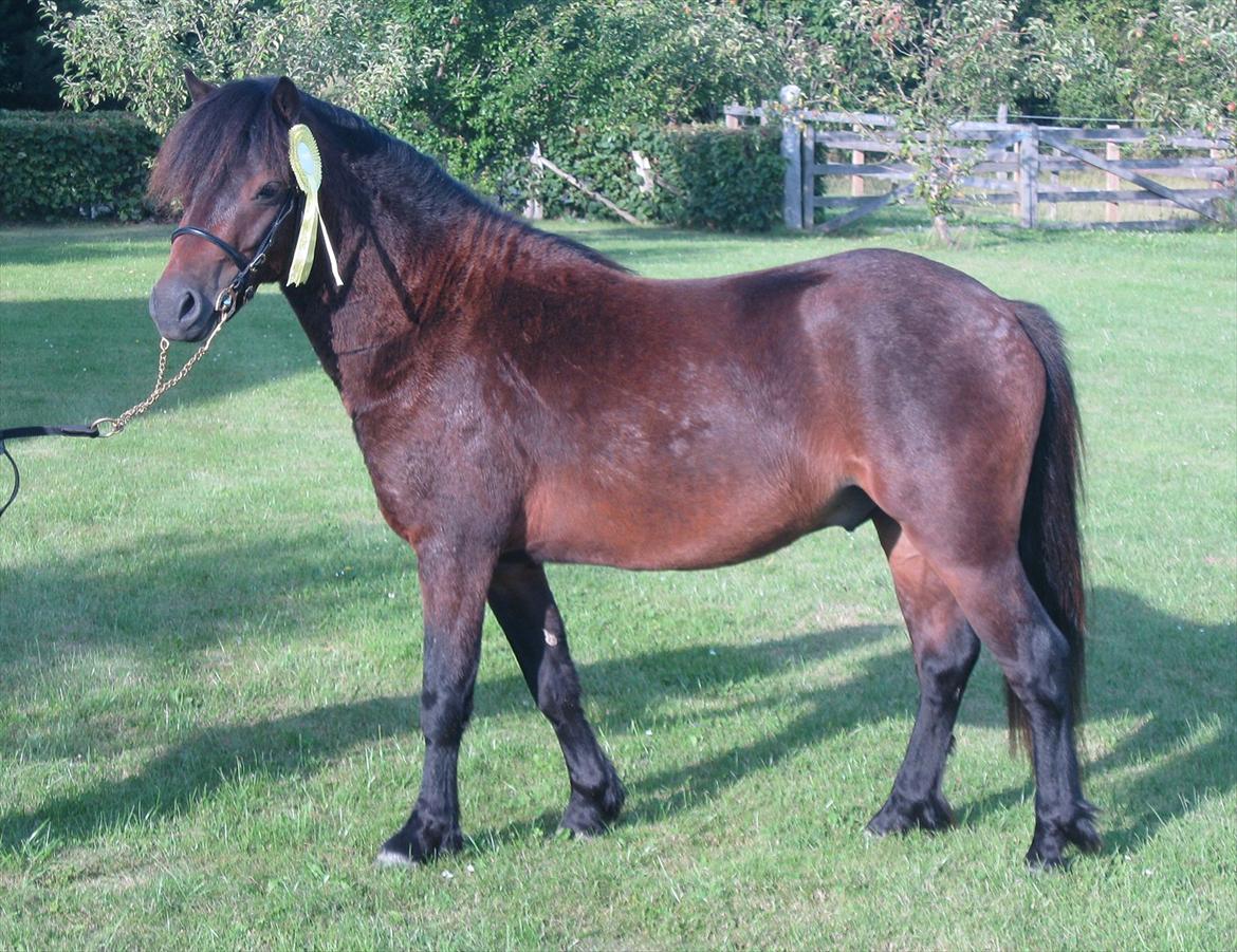 Dartmoor Cayberry Dark Gale - Gale med hans roset fra hingste kåring, 2011. billede 5