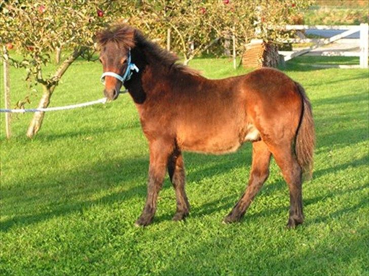 Dartmoor Cayberry Dark Gale - Gale som føl - ankommet til Danmark. billede 3